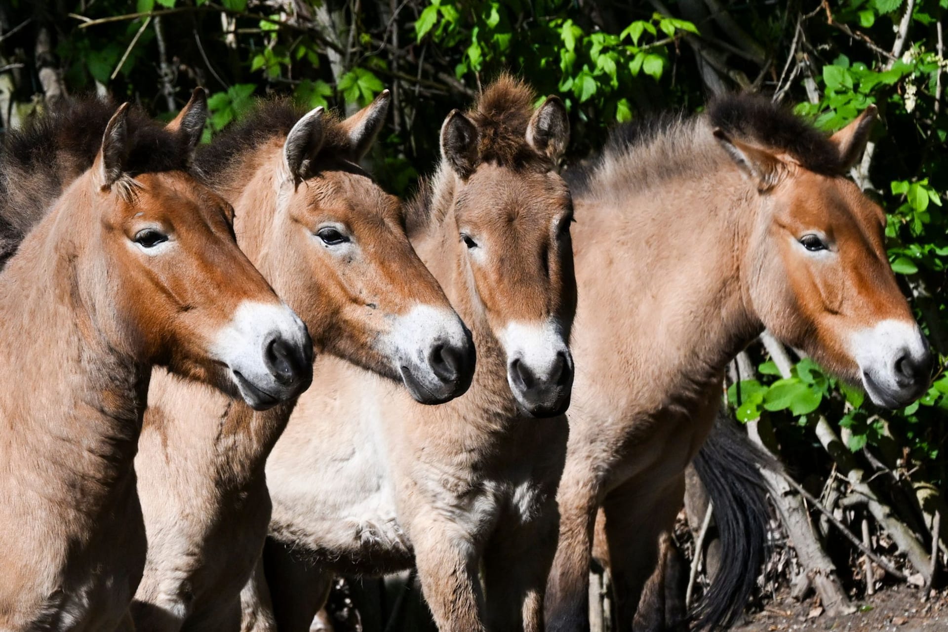 Przewalski-Pferde im Tierpark Berlin