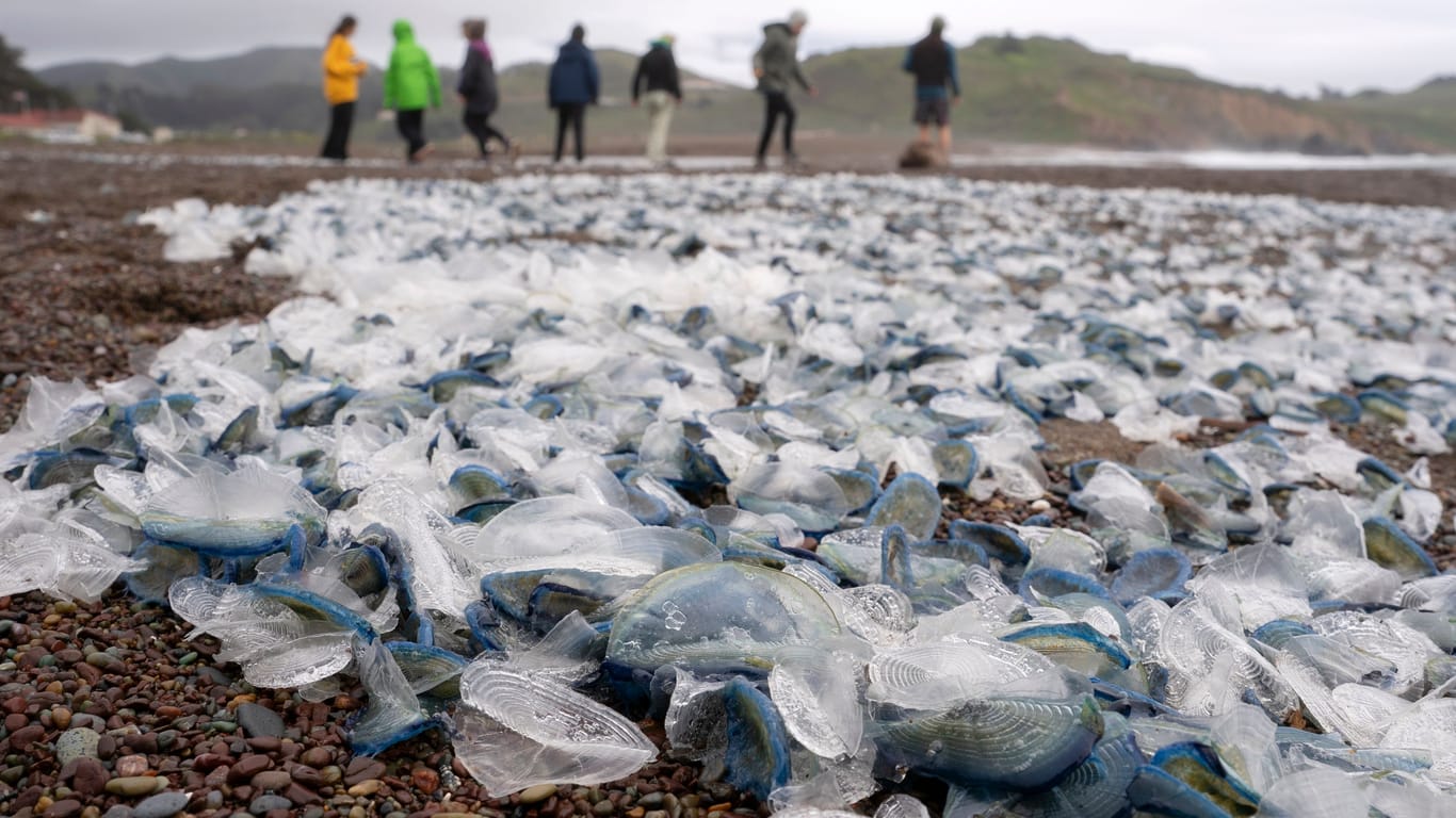 Tausende Floßquallen am Strand von Marin County, Kalifornien: Die Tiere verenden qualvoll, nachdem sie am Strand angespült werden.
