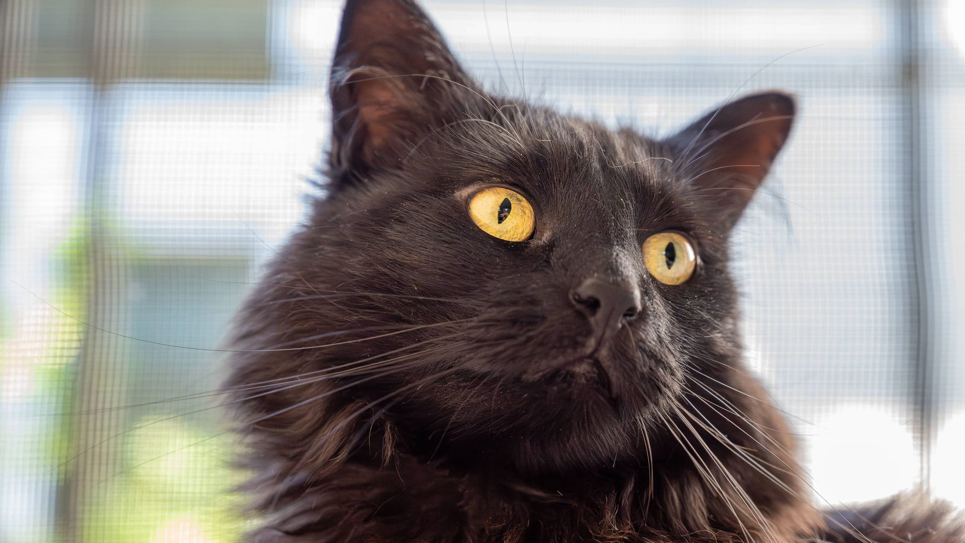 Schwarzer Kater (Symbolbild): Ein Kater aus dem Tierheim Hannover hat ein neues Zuhause gefunden.