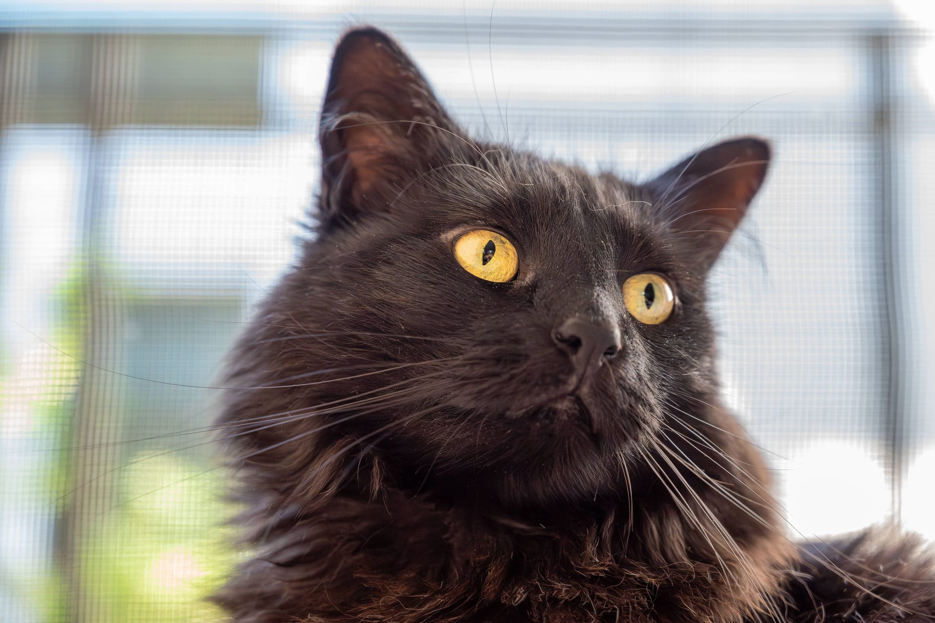 Schwarzer Kater (Symbolbild): Ein Kater aus dem Tierheim Hannover hat ein neues Zuhause gefunden.