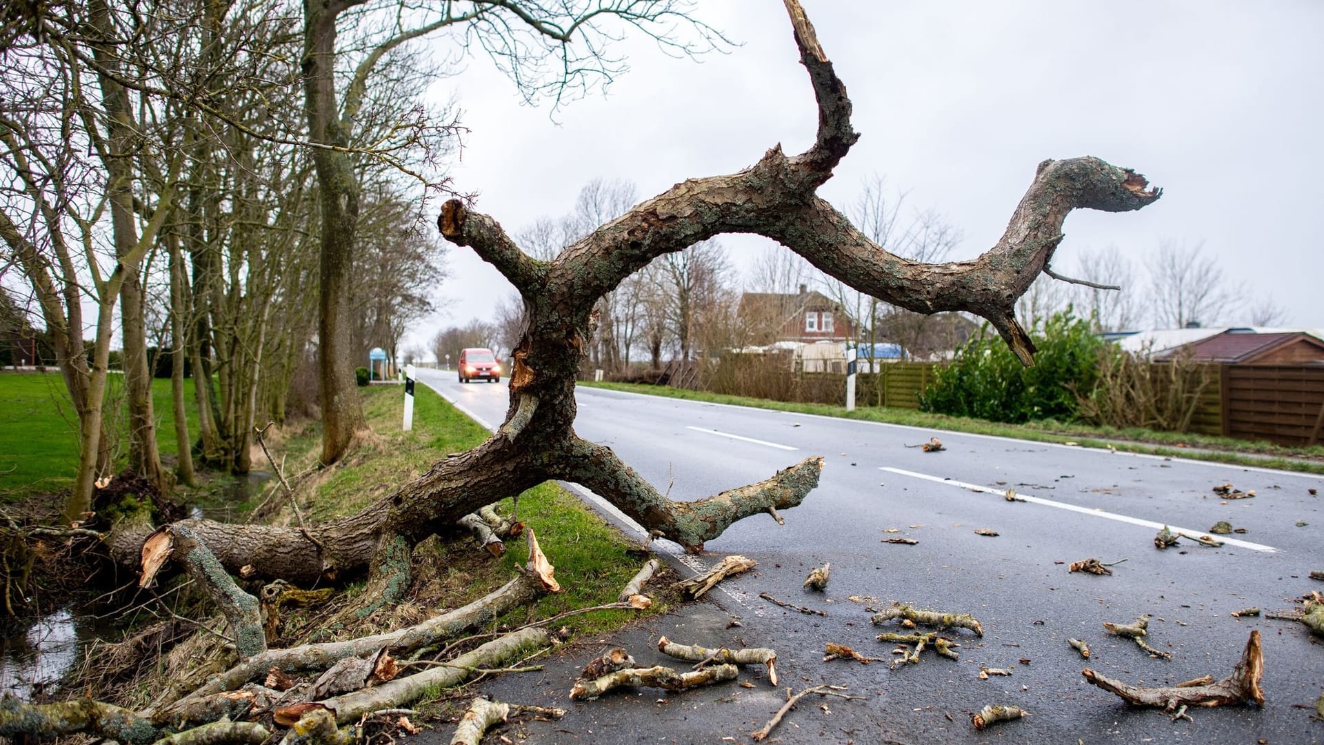 Umgestürzter Baum Umgestürzter Baum