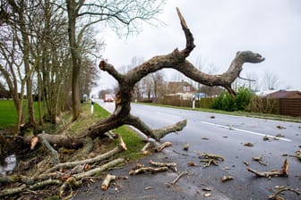 Umgestürzter Baum