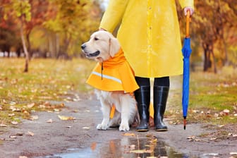 Walk under the rain with a godlen retriever in raincoat
