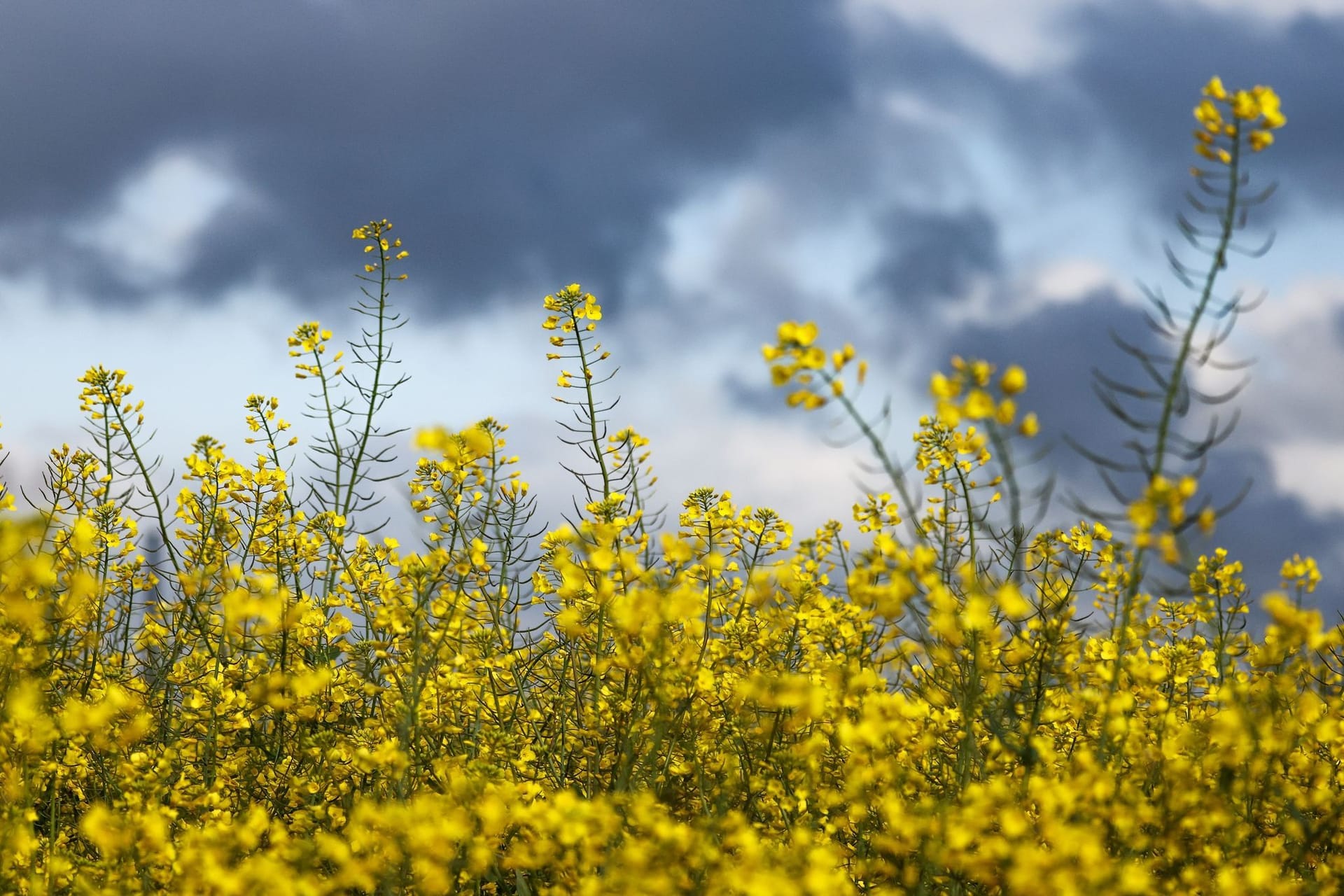 Dunkle Wolken und Blumen