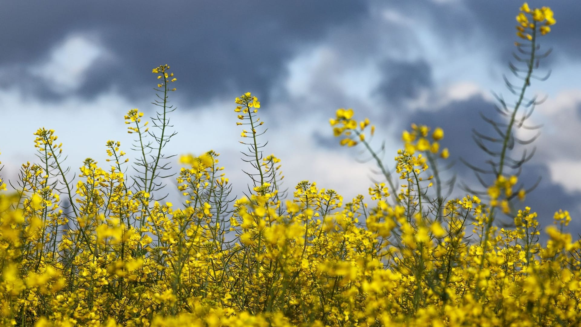 Dunkle Wolken und Blumen