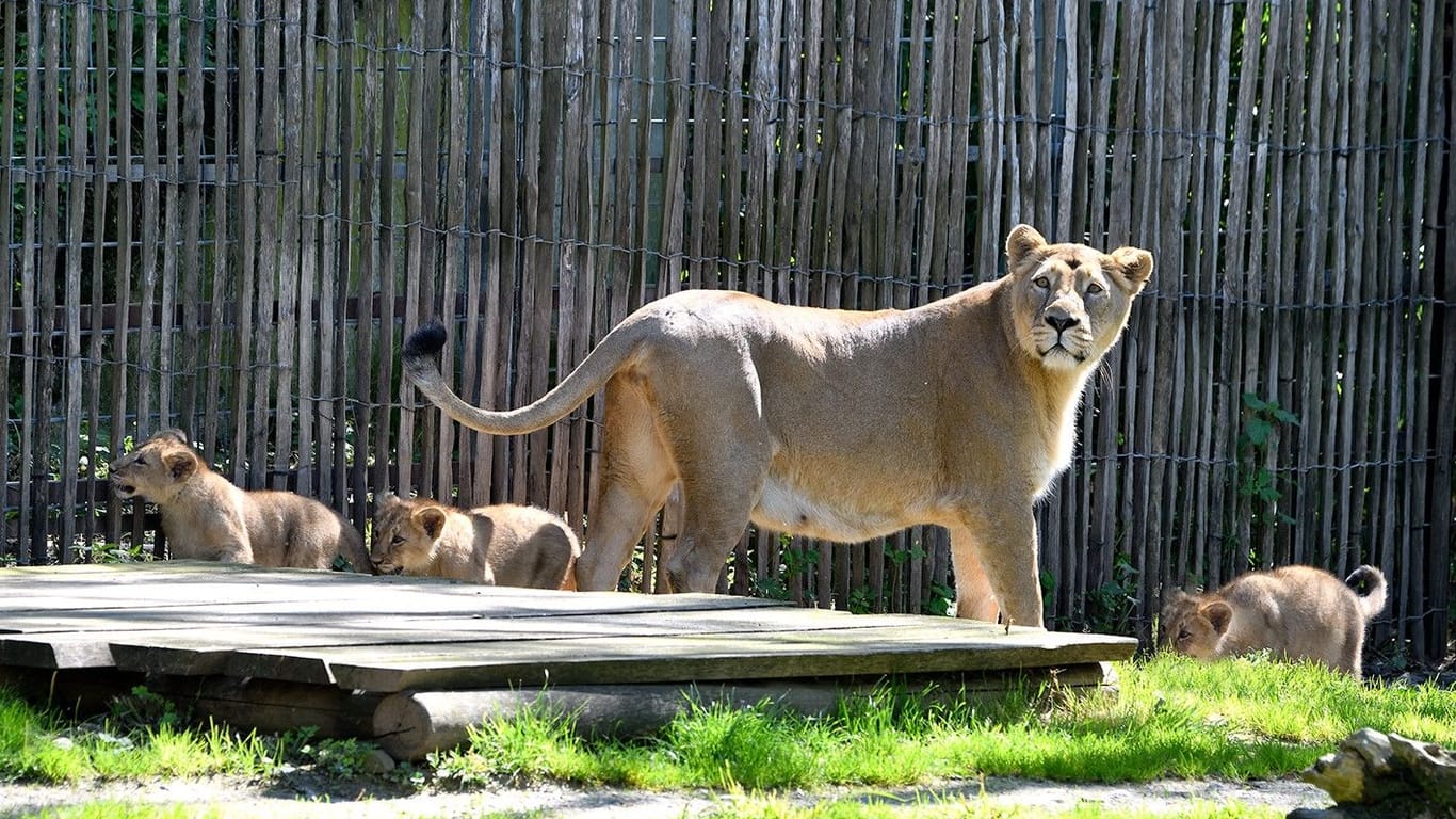Löwenmutter Gina mit den Jungtieren.