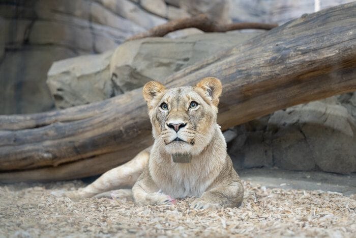 Löwin Elsa im Zoo Berlin: Was sie über ihr neues Accessoire denkt, ist nicht überliefert.