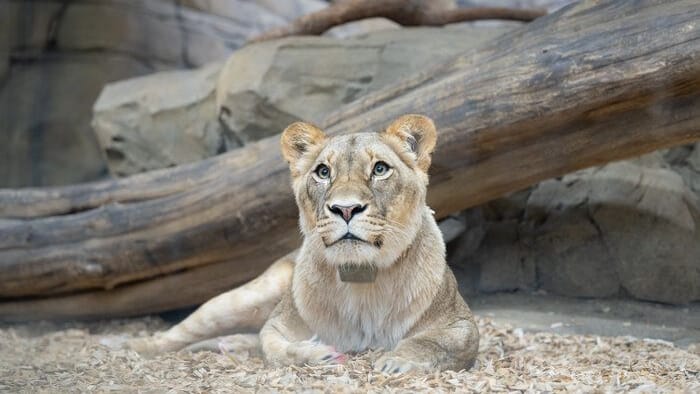 Löwin Elsa im Zoo Berlin: Was sie über ihr neues Accessoire denkt, ist nicht überliefert.