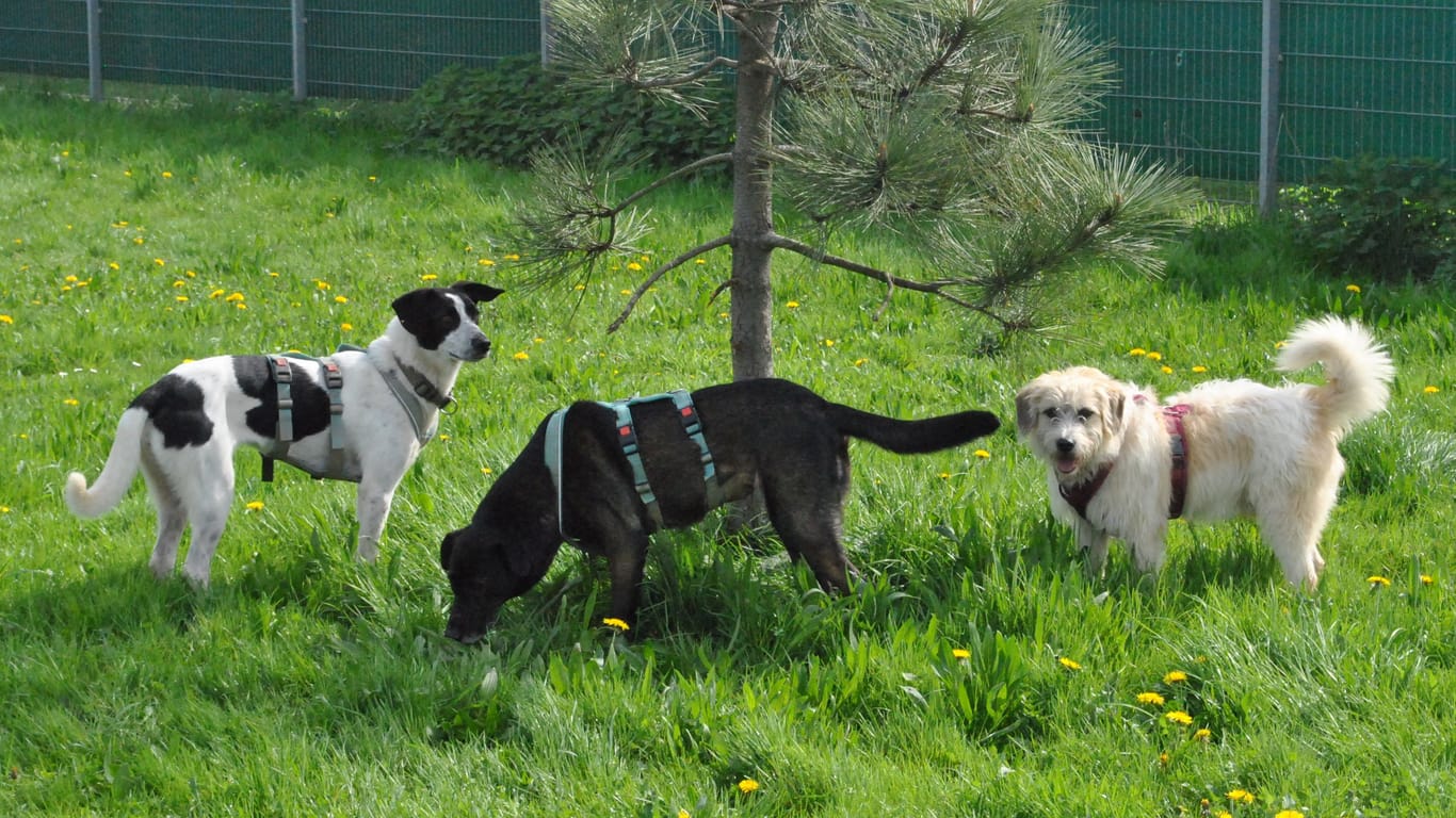 Vierbeiner unter sich: Lisa (Mitte) mit ihren Hundefreunden Tommy (rechts) und Cami.
