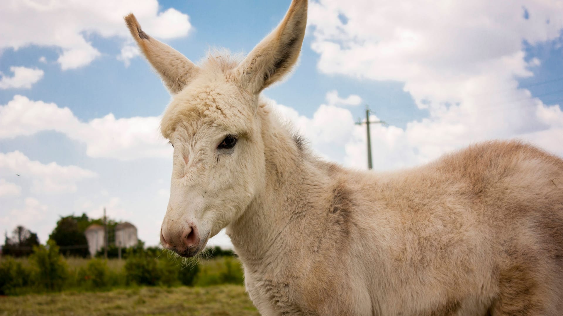 Ein Esel auf einem italienischen Bauernhof (Symbolbild): Unweit von Trient hat ein Bär das Esel-Maskottchen eines kleinen Dorfes getötet.