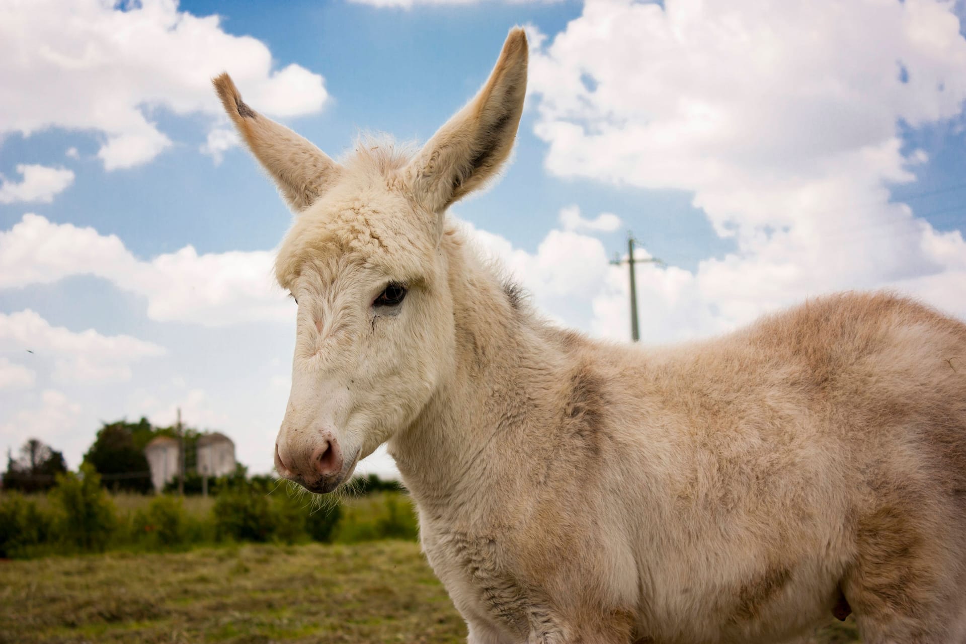 Ein Esel auf einem italienischen Bauernhof (Symbolbild): Unweit von Trient hat ein Bär das Esel-Maskottchen eines kleinen Dorfes getötet.