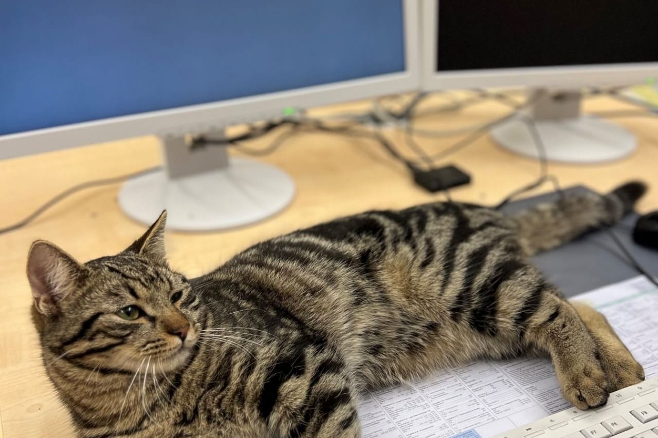 Der Kater hat es sich erst einmal auf dem Schreibtisch der Beamten gemütlich gemacht: Nun wird der Besitzer des tierischen "Kollegen" gesucht.