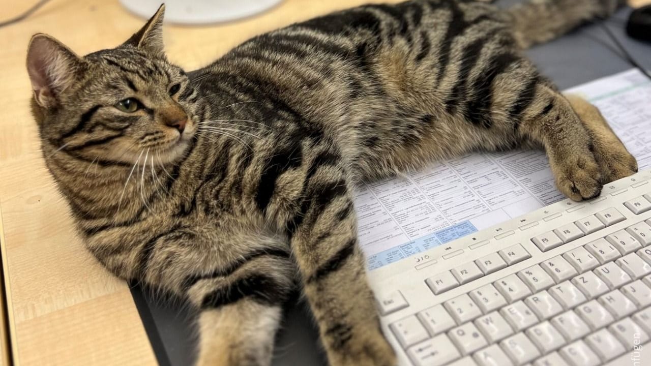 Der Kater hat es sich erst einmal auf dem Schreibtisch der Beamten gemütlich gemacht: Nun wird der Besitzer des tierischen "Kollegen" gesucht.