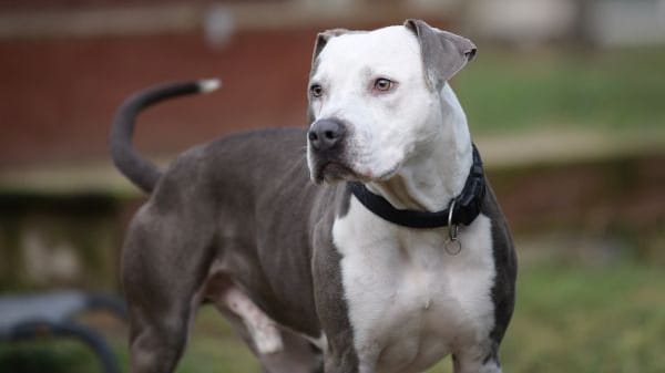 Der Staffordshire-Terrier-Mix Paco