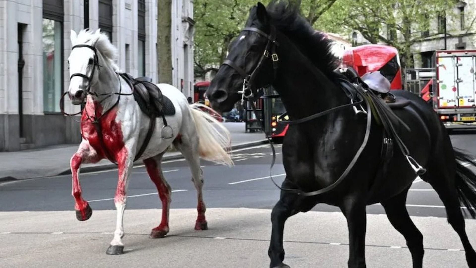Pferde nehmen Reißaus und stürmen durch London