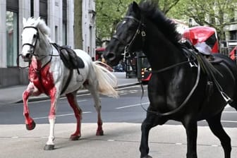 Pferde nehmen Reißaus und stürmen durch London