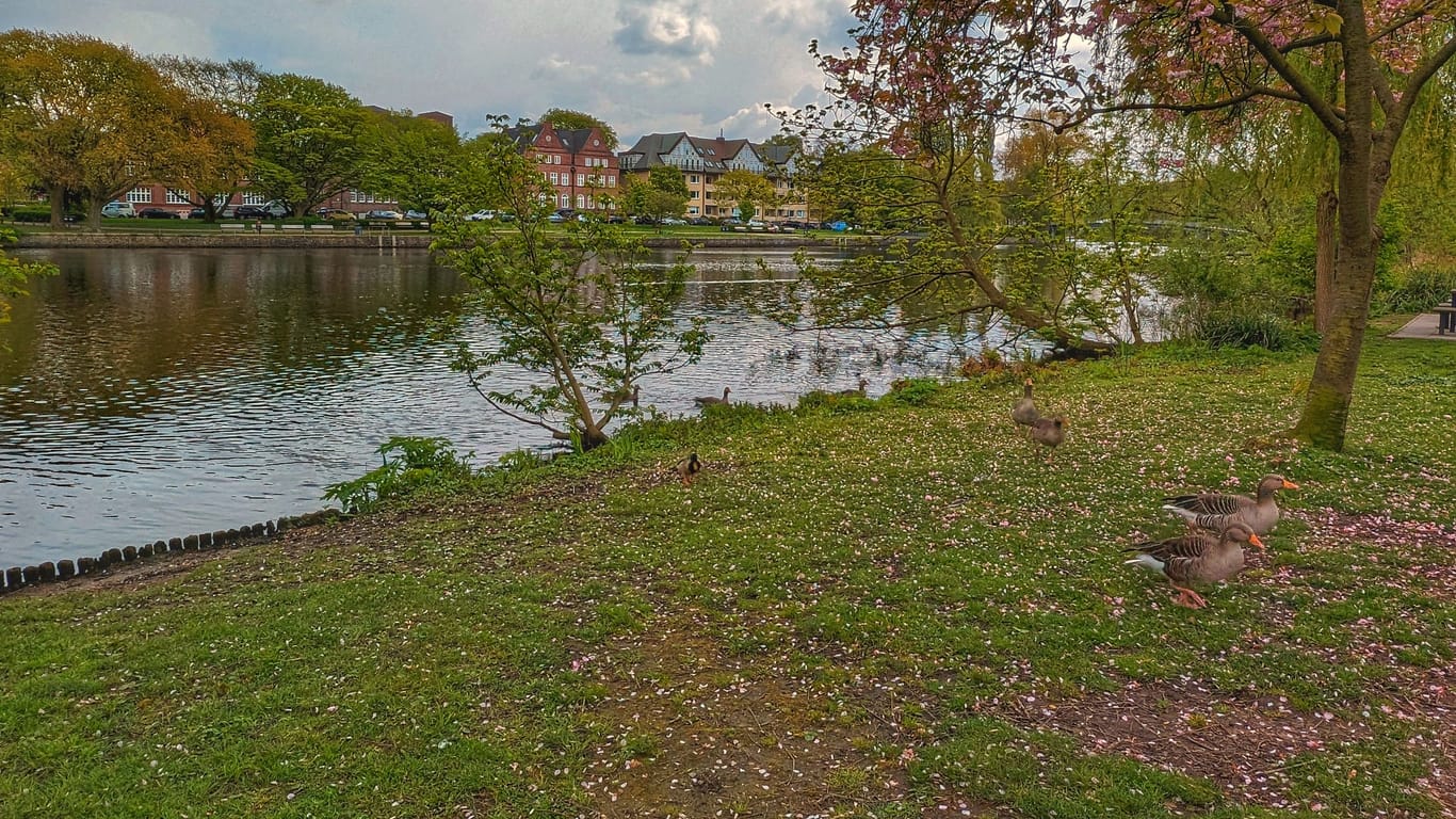 Eine Wiese direkt am Alsterlauf: Im Hayns Park können Mensch und Tier wunderbar ausspannen.