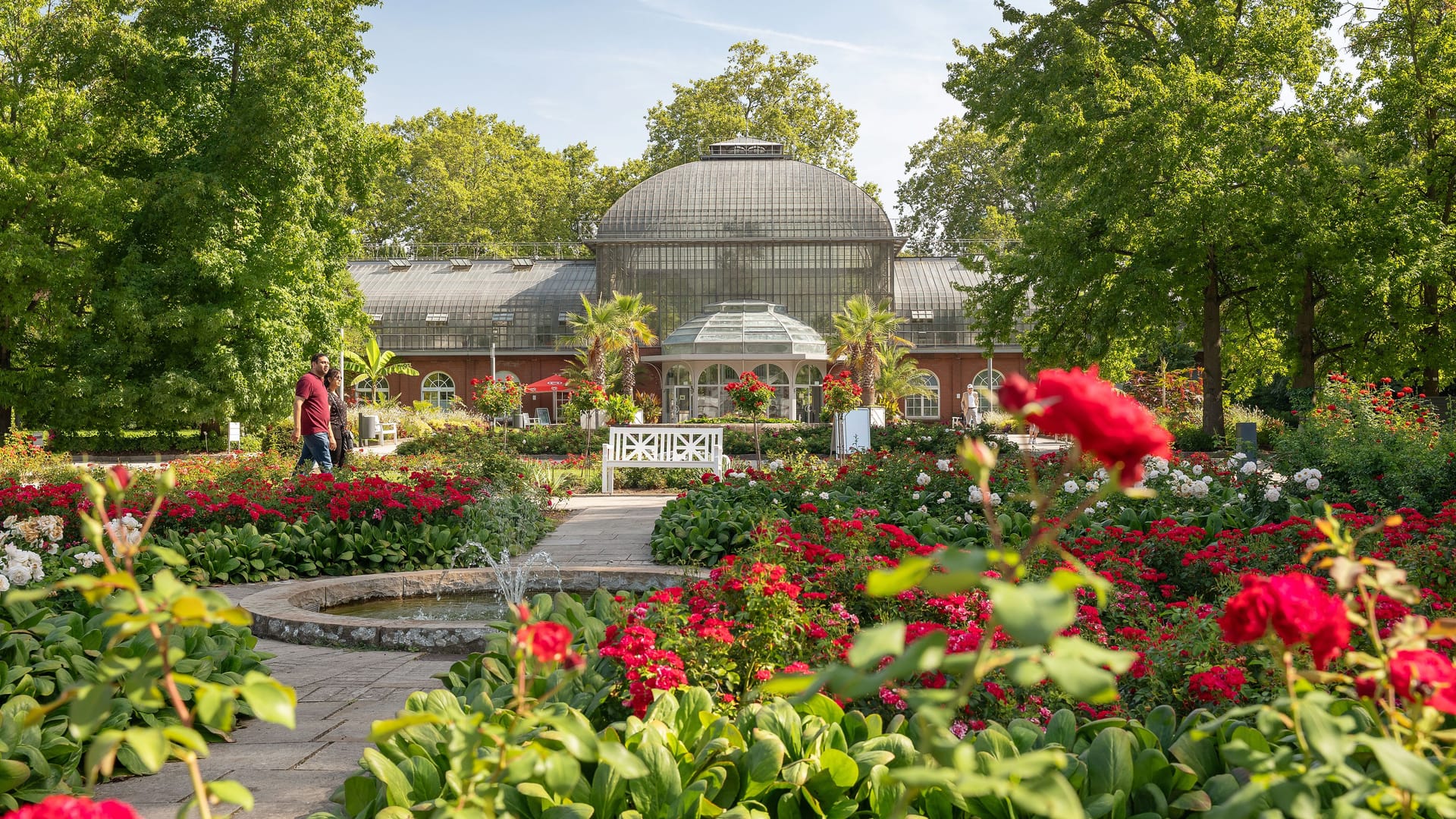 Palmengarten in Frankfurt. Im Vordergrund blühen rote Rosen