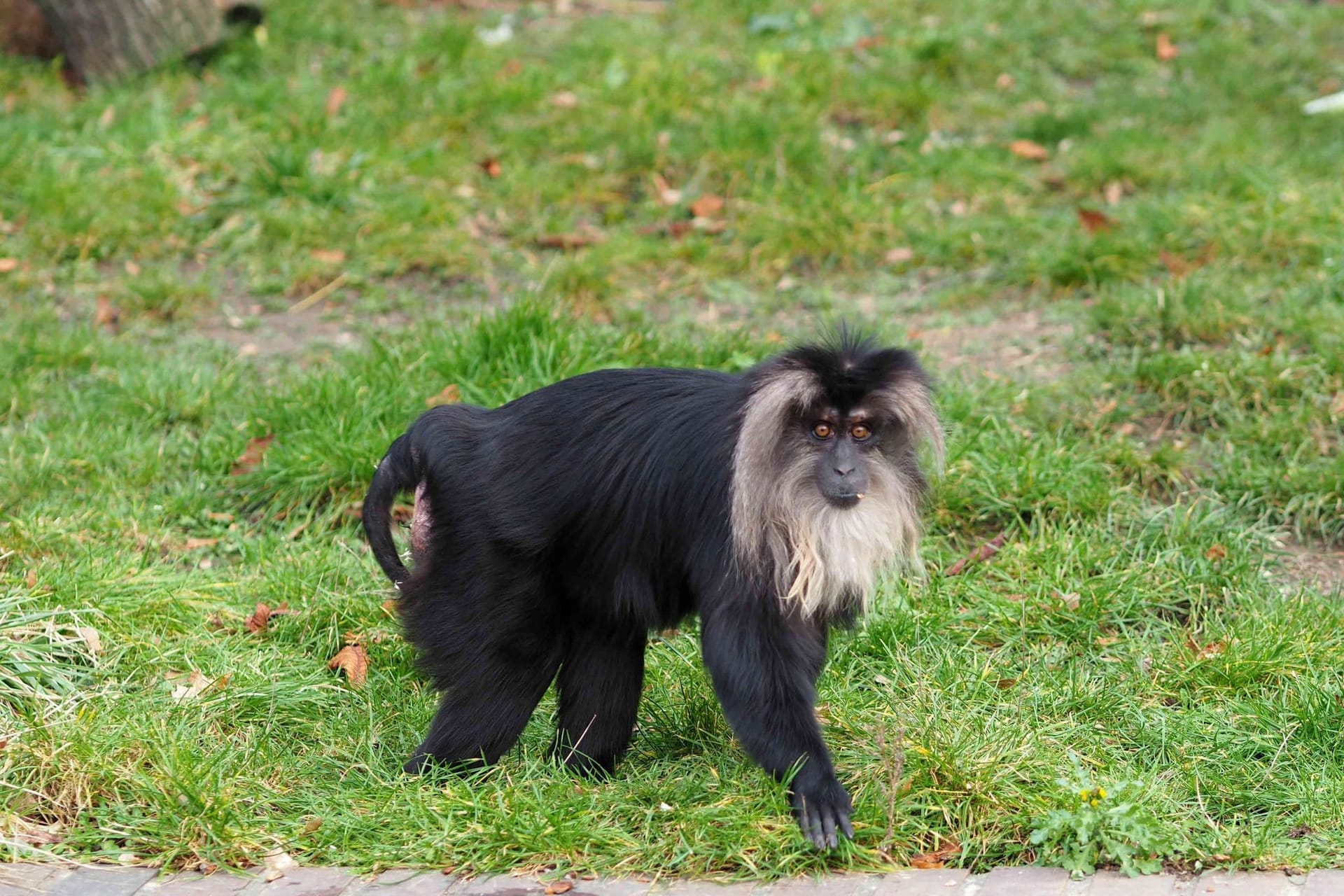 Bartaffenweibchen Ruma