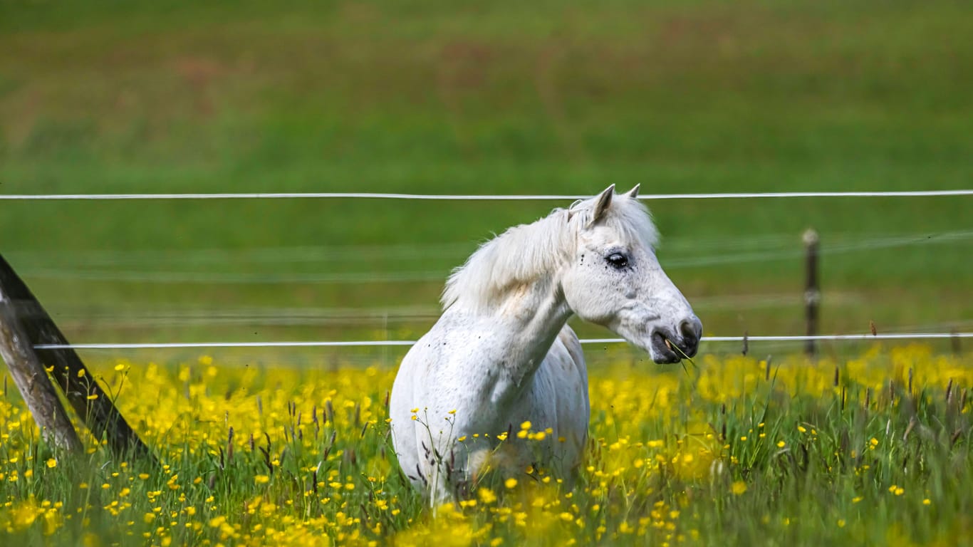 Pferde auf einer Weide (Symbolbild): Ein Zeuge gab den entscheidenden Hinweis.
