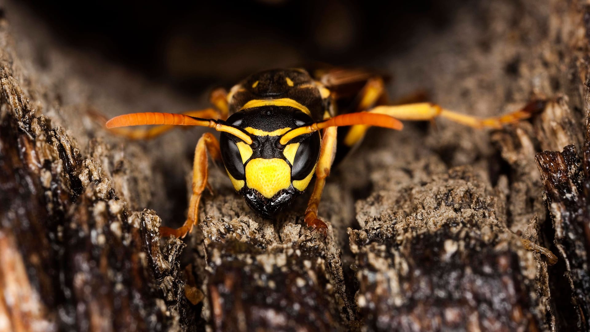 Gemeine Wespe (Symbolfoto): Dachböden oder trockene Schuppen sind ideale Orte für den Nestbau – im Boden ist die Gefahr einer Überschwemmung entsprechend hoch.