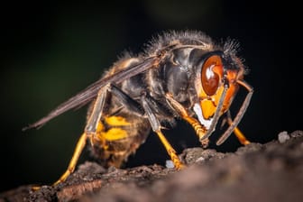 Ein Exemplar der Asiatischen Hornisse (Archivbild): Vor allem für die heimische Honigbiene stellt das Insekt eine Bedrohung dar.