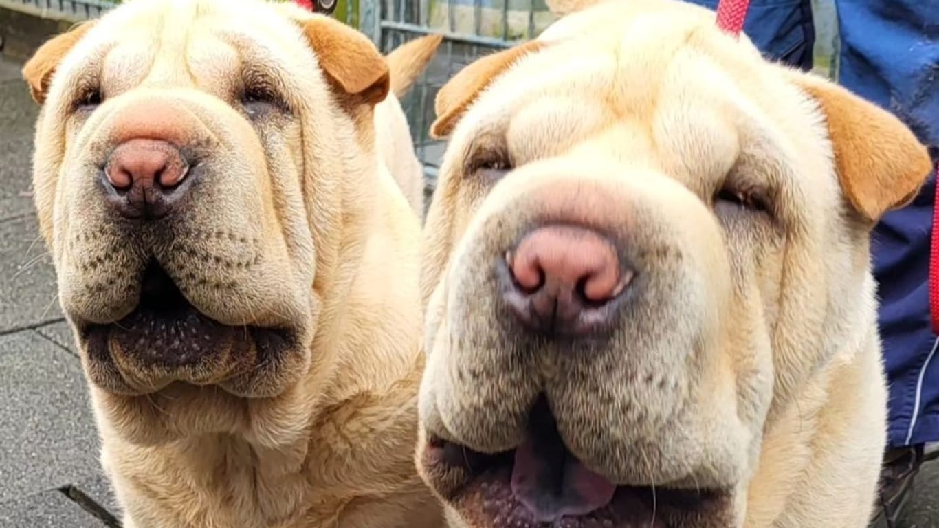 Suchen ein neues Zuhause: die Hunde Bernhard und Bianca. Sie sollten auf einem Flohmarkt verkauft werden.