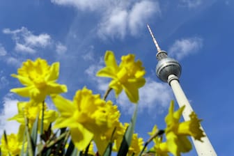 Berlin, Osterglocken am Fernsehturm bei strahlender Sonne