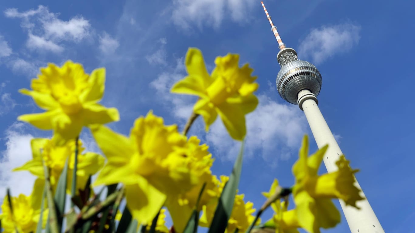 Berlin, Osterglocken am Fernsehturm bei strahlender Sonne