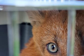 Fuchs hinter Gittern: Die Tiere wurden außerhalb der Stadt in die Freiheit entlassen.
