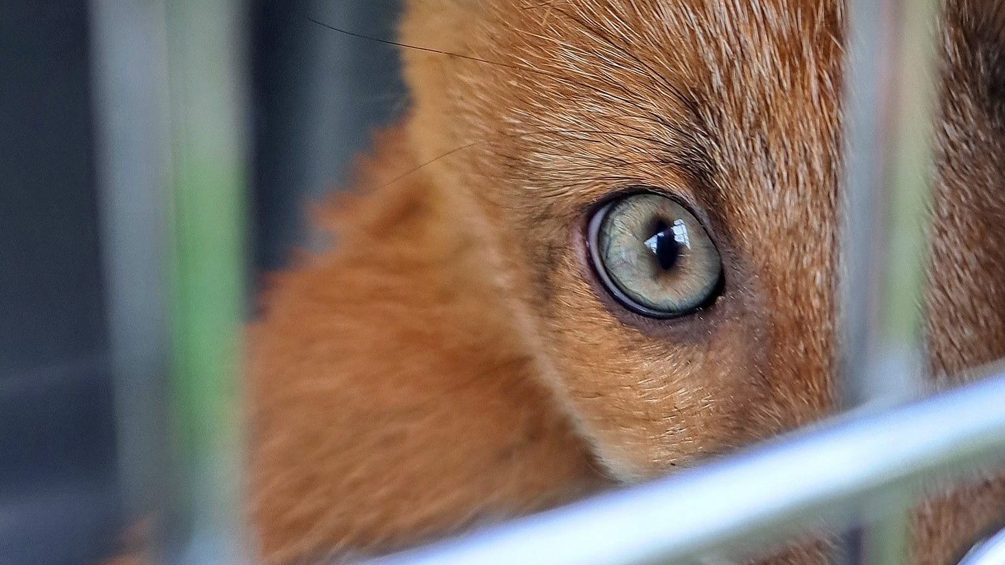 Fuchs hinter Gittern: Die Tiere wurden außerhalb der Stadt in die Freiheit entlassen.