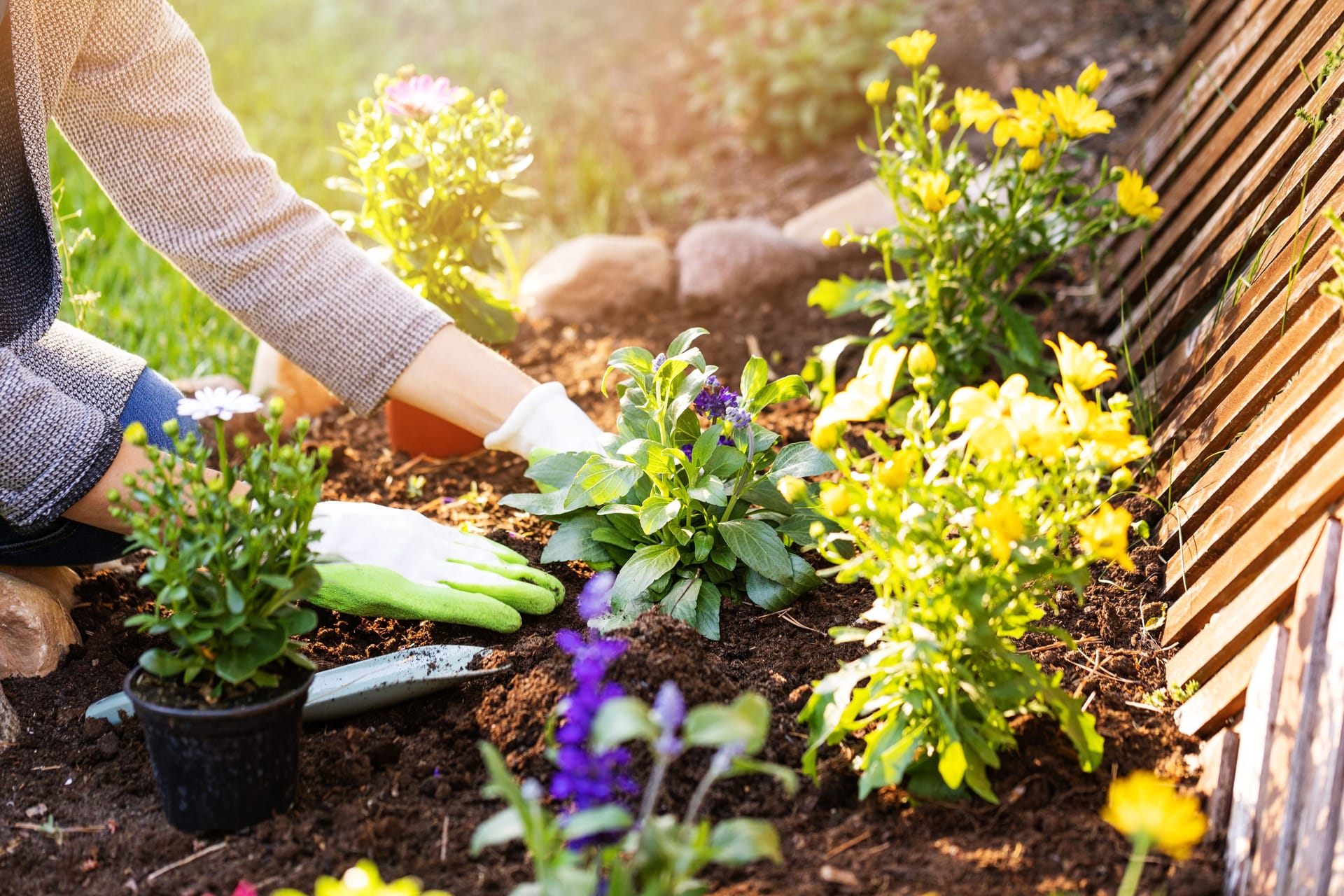 Stauden und Sommerblumen: Der April ist ein guter Monat, um frostunempfindliche Blumen zu pflanze.