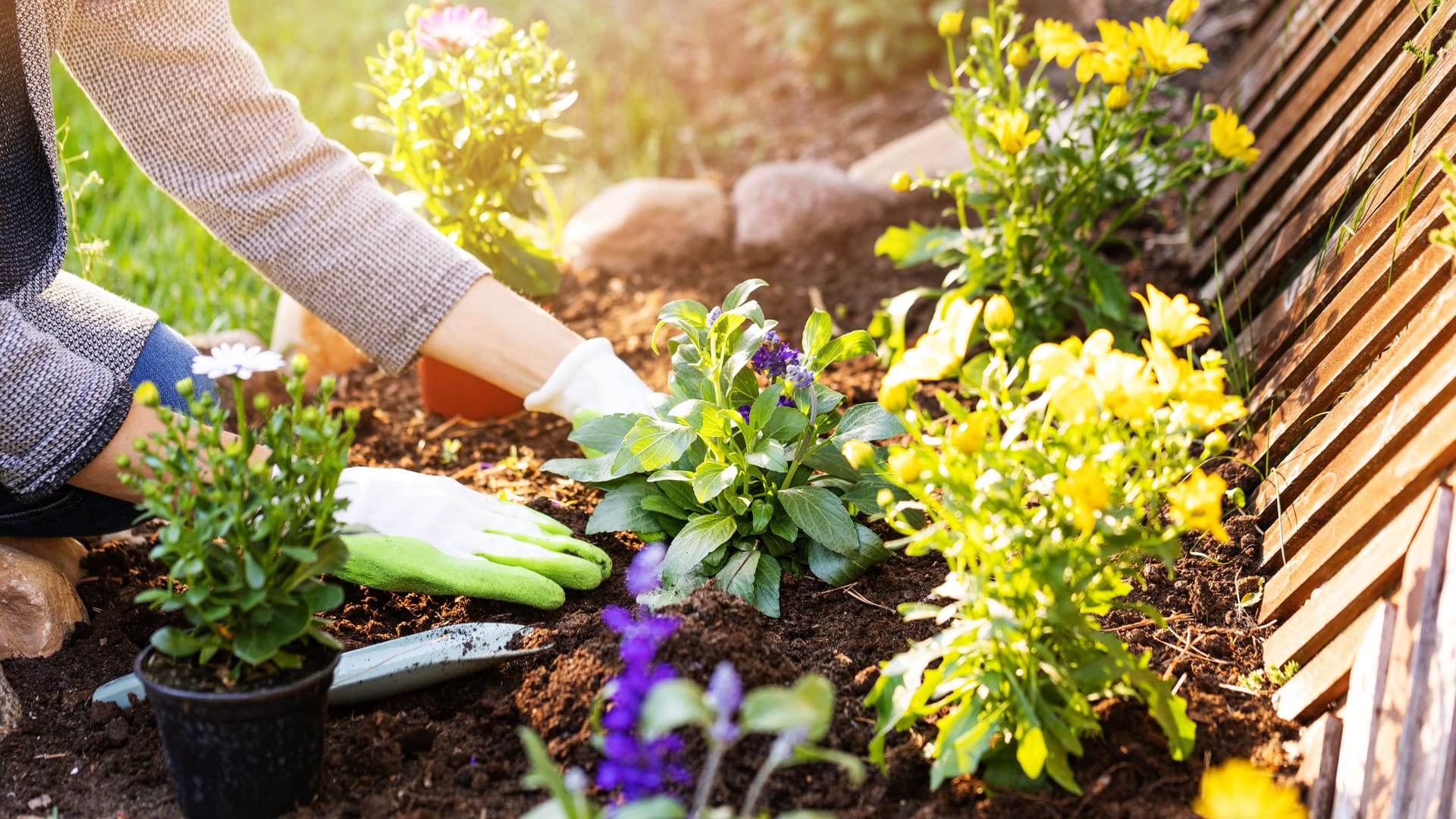 Stauden und Sommerblumen: Der April ist ein guter Monat, um frostunempfindliche Blumen zu pflanze.