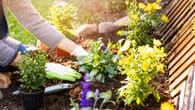 Gartenarbeiten im April: Daran sollten Sie jetzt denken