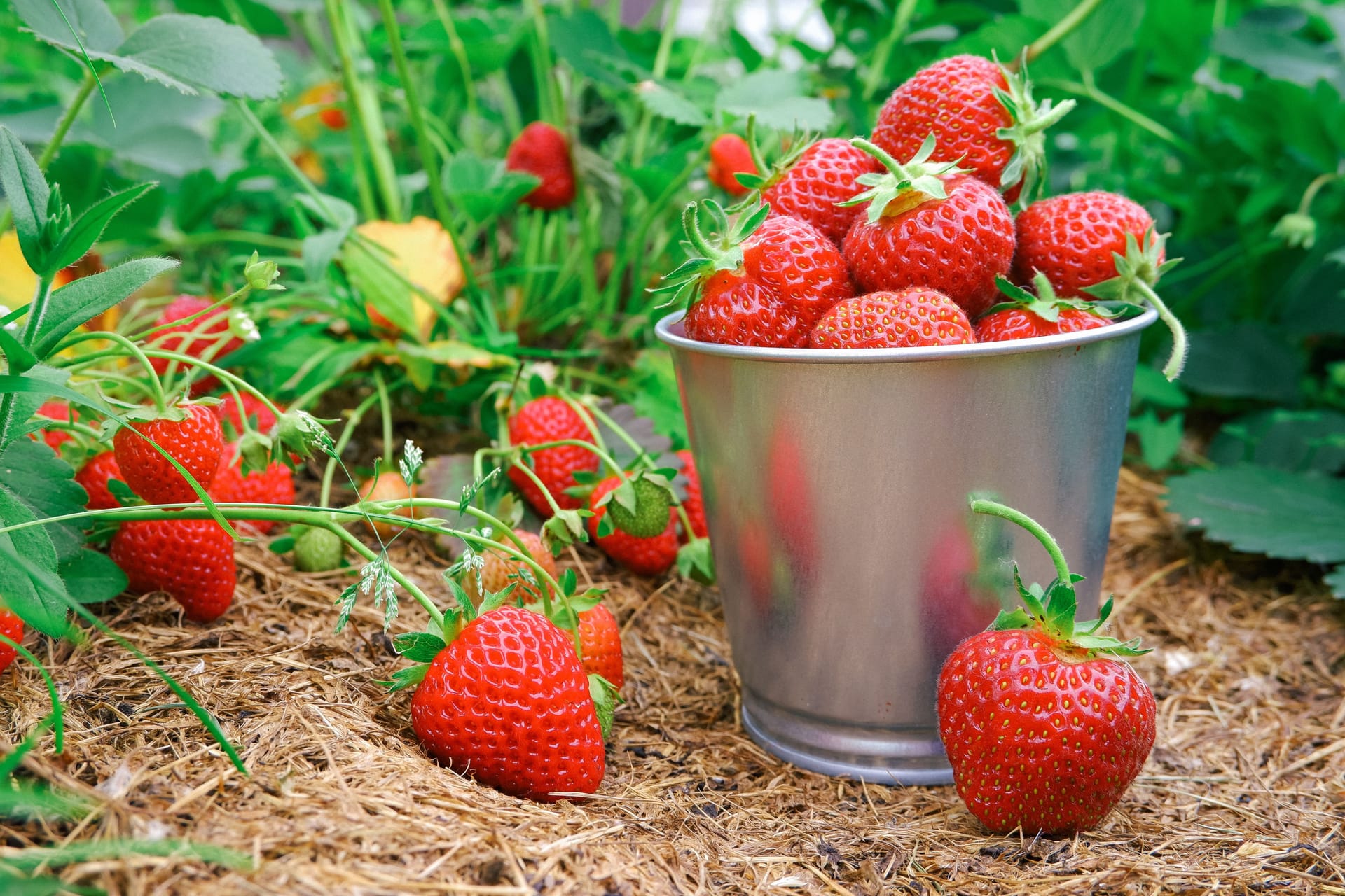 Erdbeeren auf einem Feld (Symbolbild): Die frostigen Nachttemperaturen haben im Berliner Umland Schäden beim Obstanbau angerichtet.