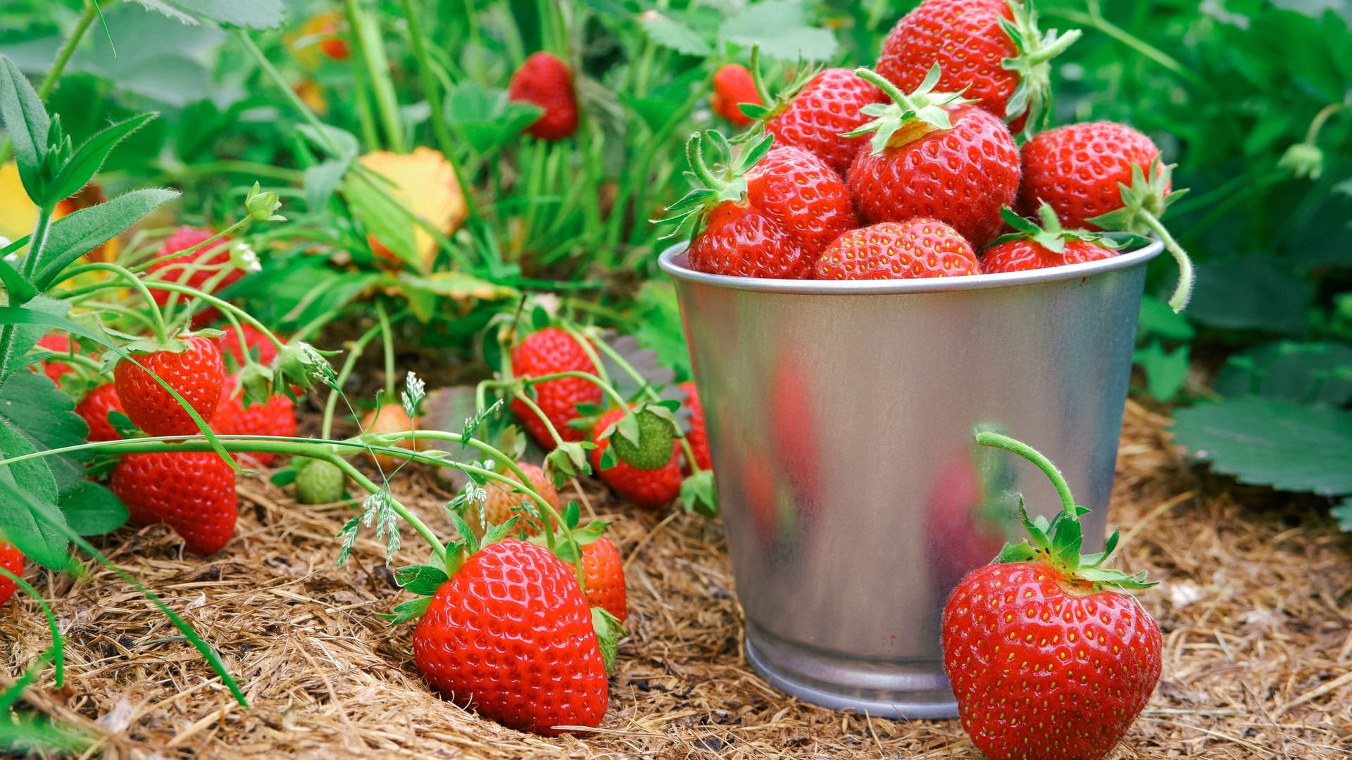 Erdbeeren auf einem Feld (Symbolbild): Die frostigen Nachttemperaturen haben im Berliner Umland Schäden beim Obstanbau angerichtet.