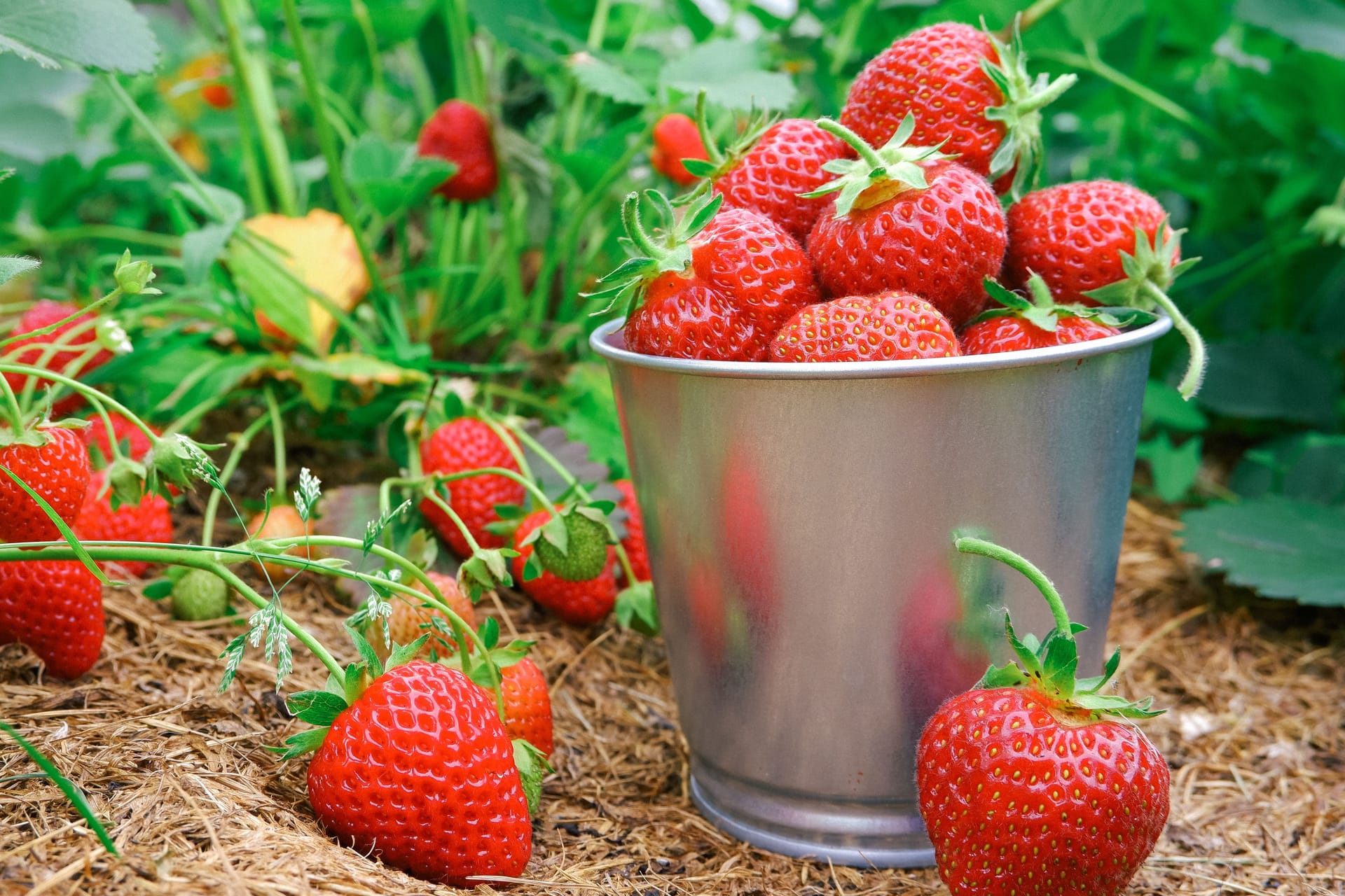 Erdbeeren auf einem Feld (Symbolbild): Die frostigen Nachttemperaturen haben im Berliner Umland Schäden beim Obstanbau angerichtet.
