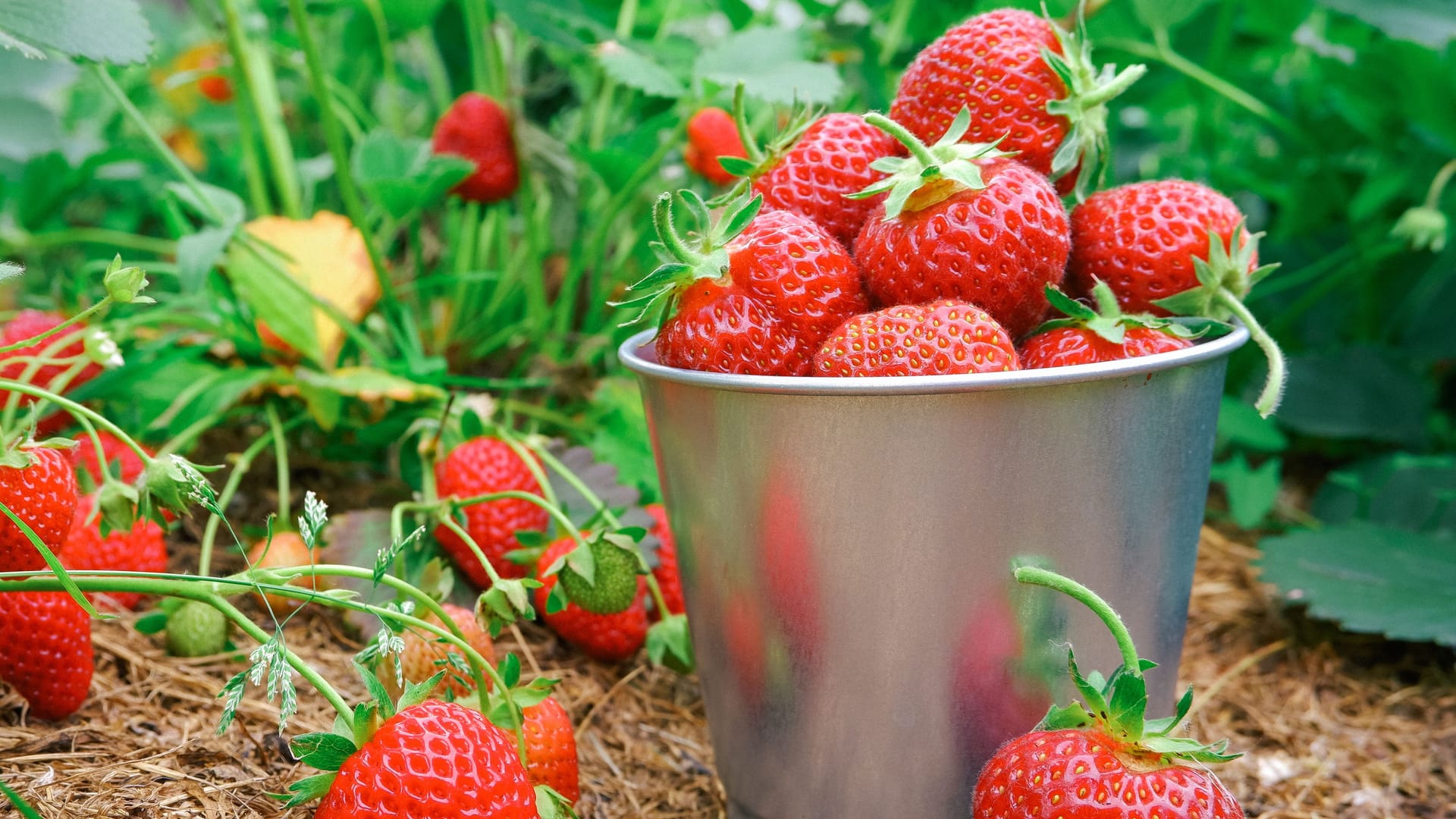 Erdbeeren auf einem Feld (Symbolbild): Die frostigen Nachttemperaturen haben im Berliner Umland Schäden beim Obstanbau angerichtet.