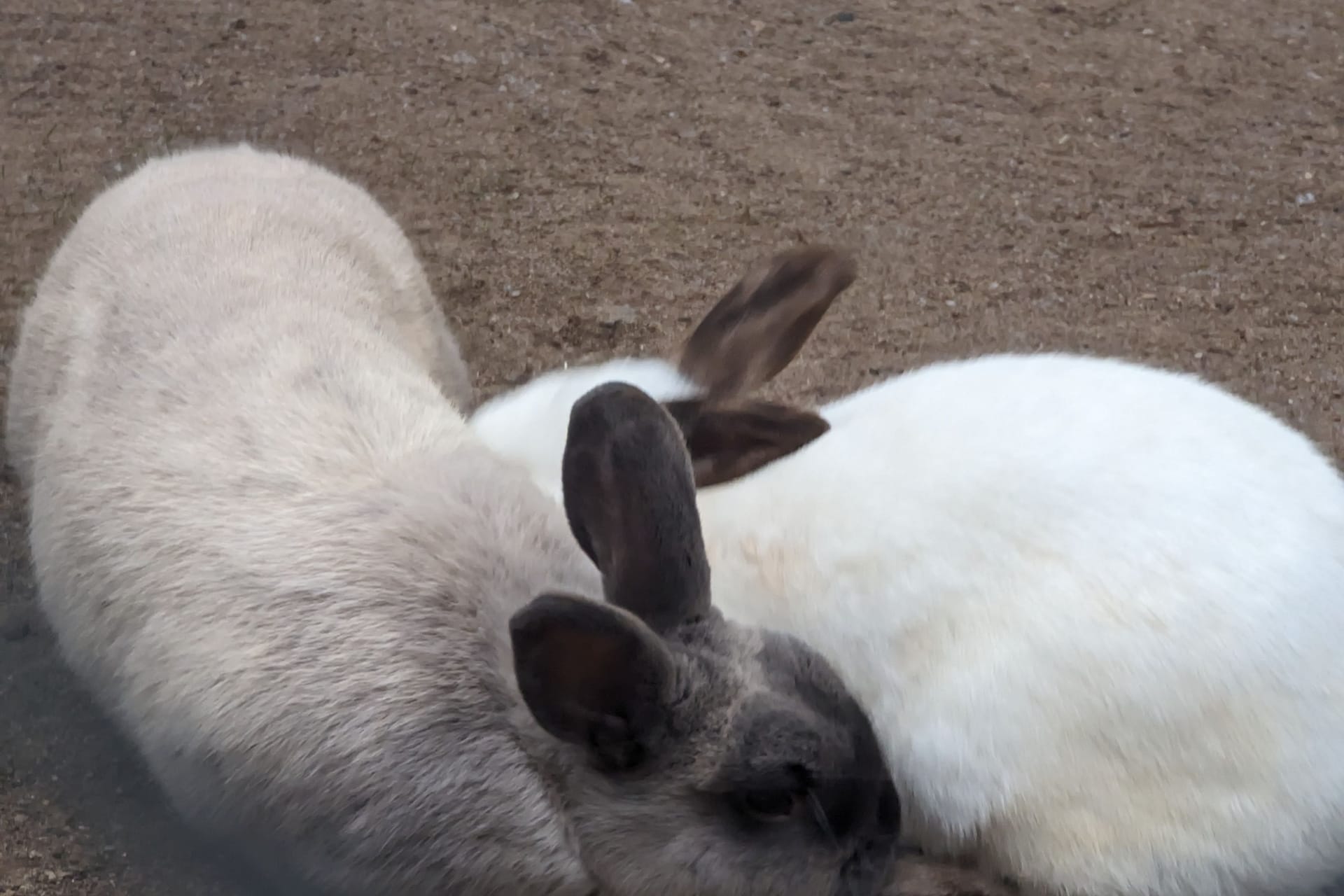 Baby-Alarm im Wildpark: Marderkaninchen in der Alten Fasanerie