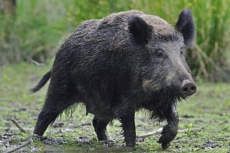 Wildschwein (Symbolbild): Bei Kronach verursachten die Tiere Aufruhr.