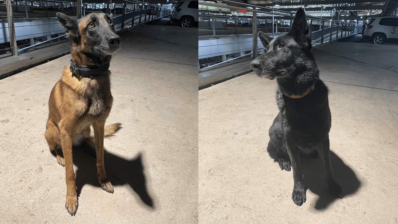 Die Zollhunde Abby und Paula: Sie haben den richtigen Riecher bewiesen.