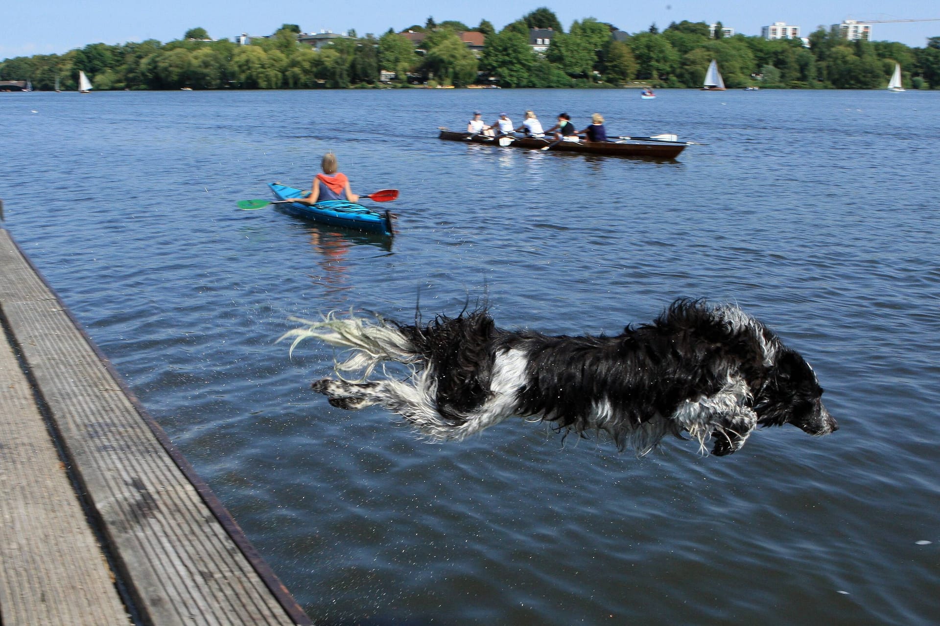 Ein Border Collie springt von einem Steg in die Außenalster im sommerlichen Hamburg (Archivbild): Wie wird das Wetter an den Feiertagen?