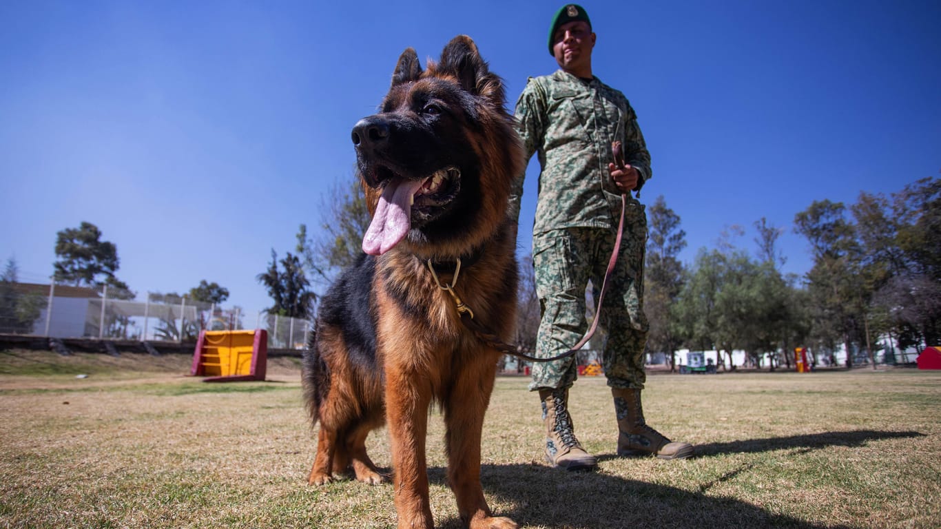 Schäferhund beim Militär (Archivbild): Deutscher Schäferhund im Militärtraining in Mexiko.