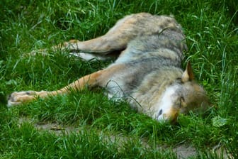 Ein Wolf liegt im Gras (Symbolbild): Das Tier wurde offenbar erschossen.