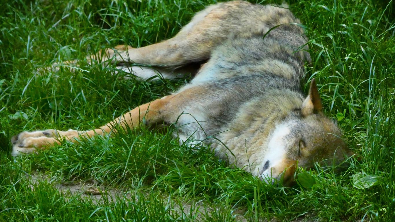 Ein Wolf liegt im Gras (Symbolbild): Das Tier wurde offenbar erschossen.