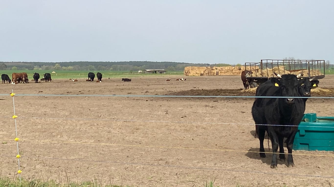 Kühe auf der Weide von Bauer Peters: Im Hintergrund sind einzelne Raben zu erkennen.
