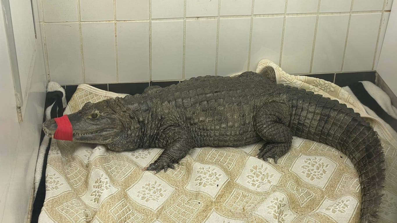 Dieser Alligator ist krank und muss behandelt werden: Wenn die Tiere in die Auffangstation kommen, müssen sie zunächst in Quarantäne.
