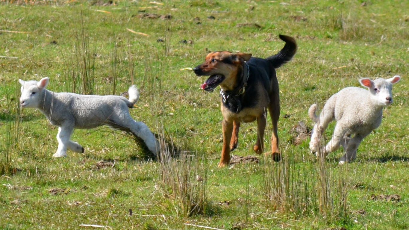 Schäferhund mit Lämmchen (Archivbild): Wenn sie gut trainiert werden, sind Schäferhunde sehr hilfreich.