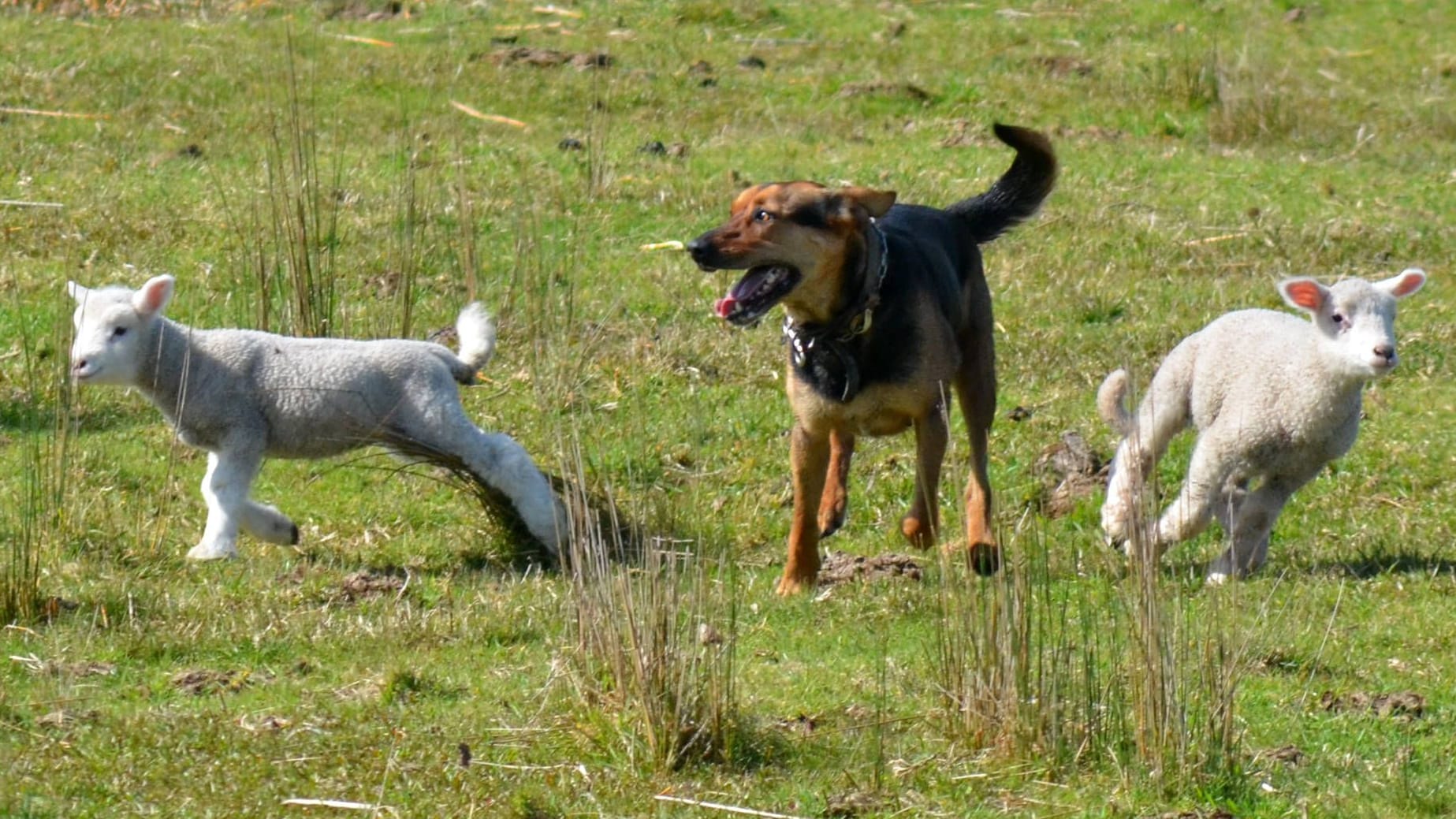 Schäferhund mit Lämmchen (Archivbild): Wenn sie gut trainiert werden, sind Schäferhunde sehr hilfreich.