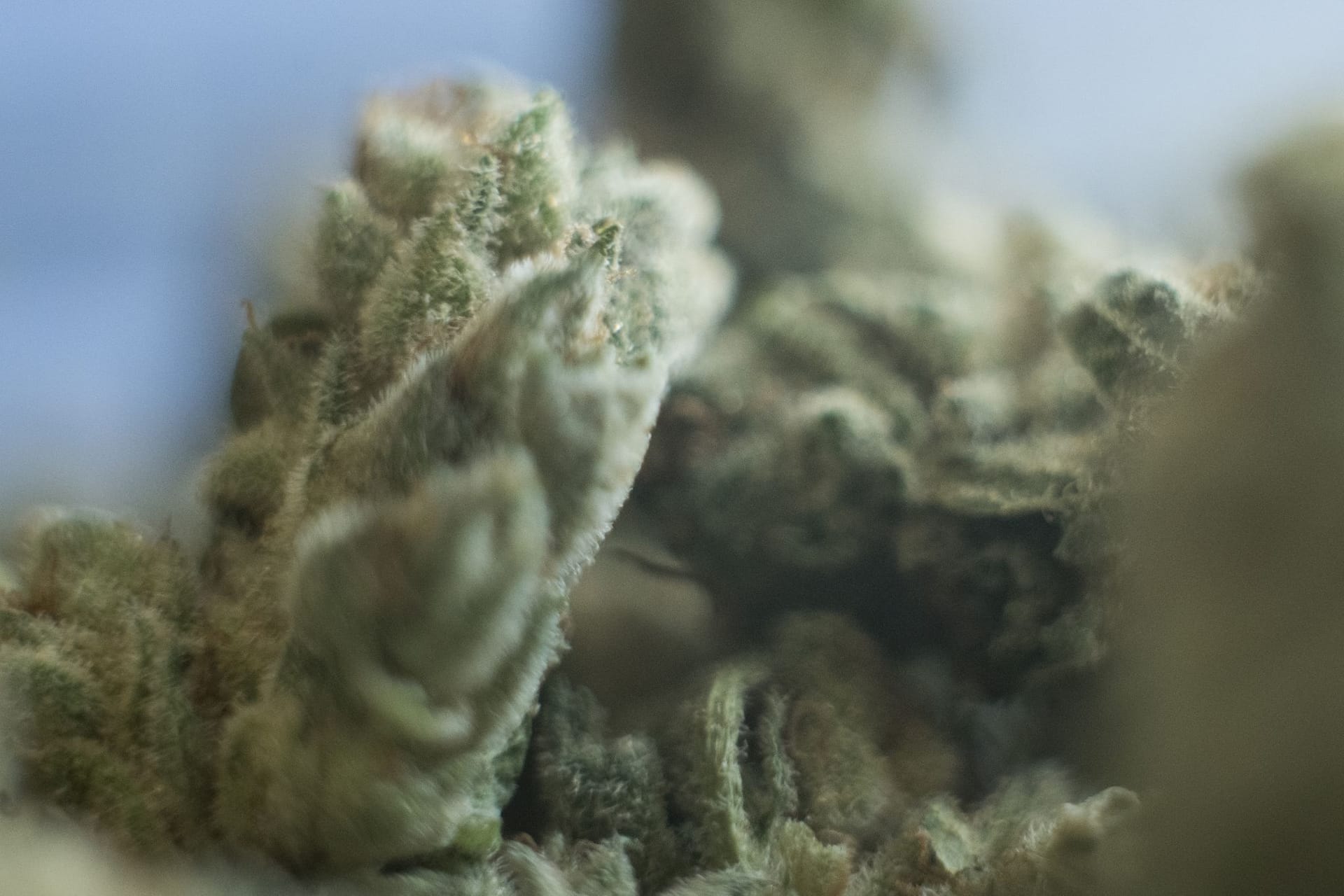 Cannabis